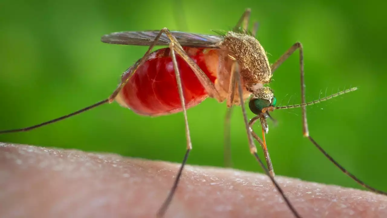 West Nile virus cases, positive samples detected across the country