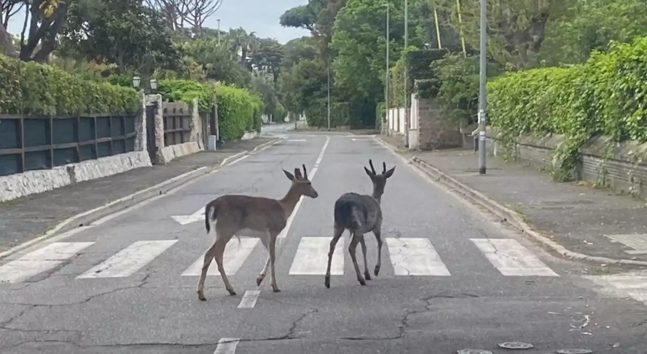 Fregene, invasione di daini: «Come stare in Abruzzo». Ma è allarme sicurezza sulle strade