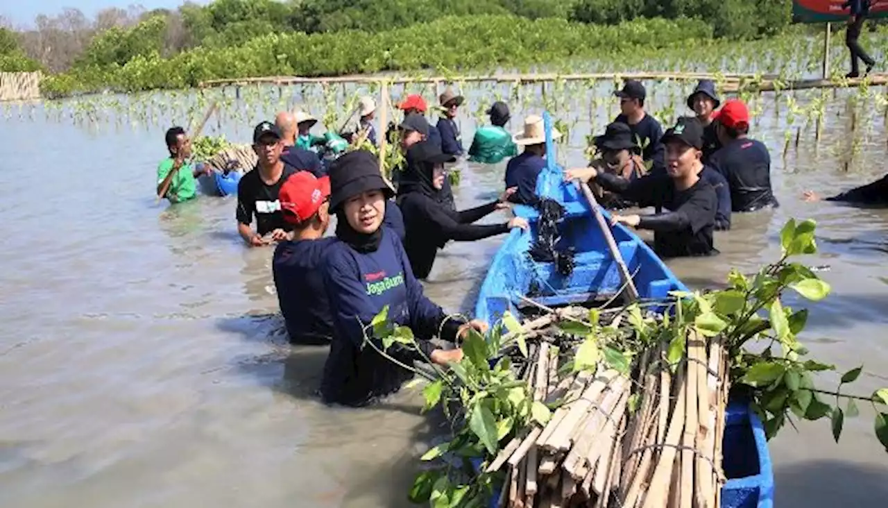 Telkomsel Tanam 15.060 Bakau di Kawasan Hutan Mangrove Indonesia