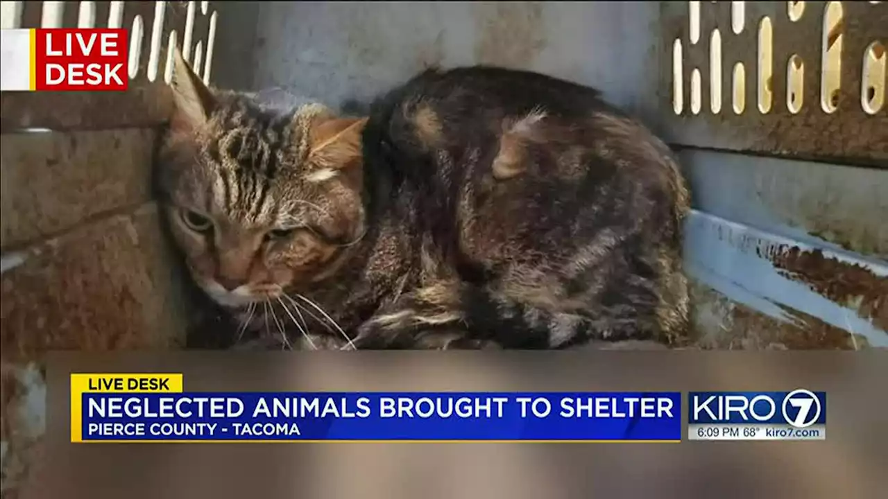 Neglected animals dropped off at Tacoma animal shelter