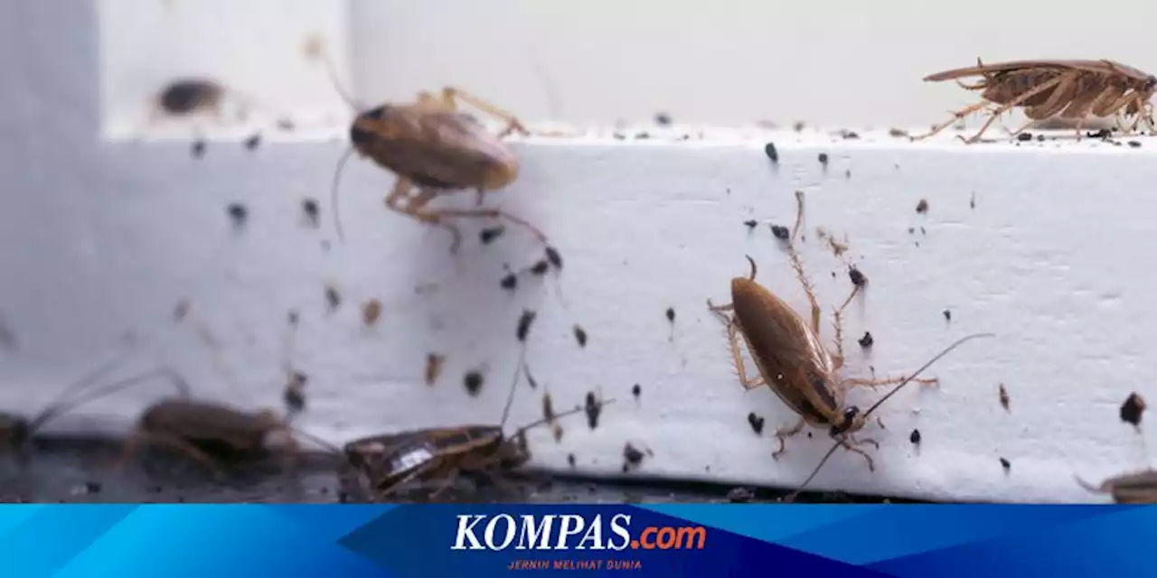 4 Cara Membasmi Kecoak di Apartemen dengan Cepat