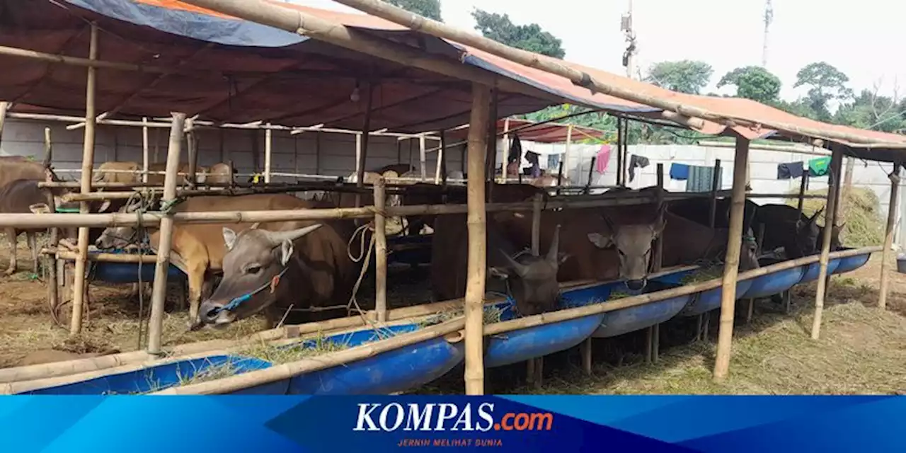 6 Tempat Beli Sapi Kurban di Tangerang Selatan, Mulai Rp 15 Juta