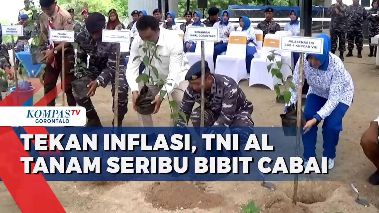 Tekan Inflasi, Lanal Gorontalo Tanam Seribu Bibit Cabai