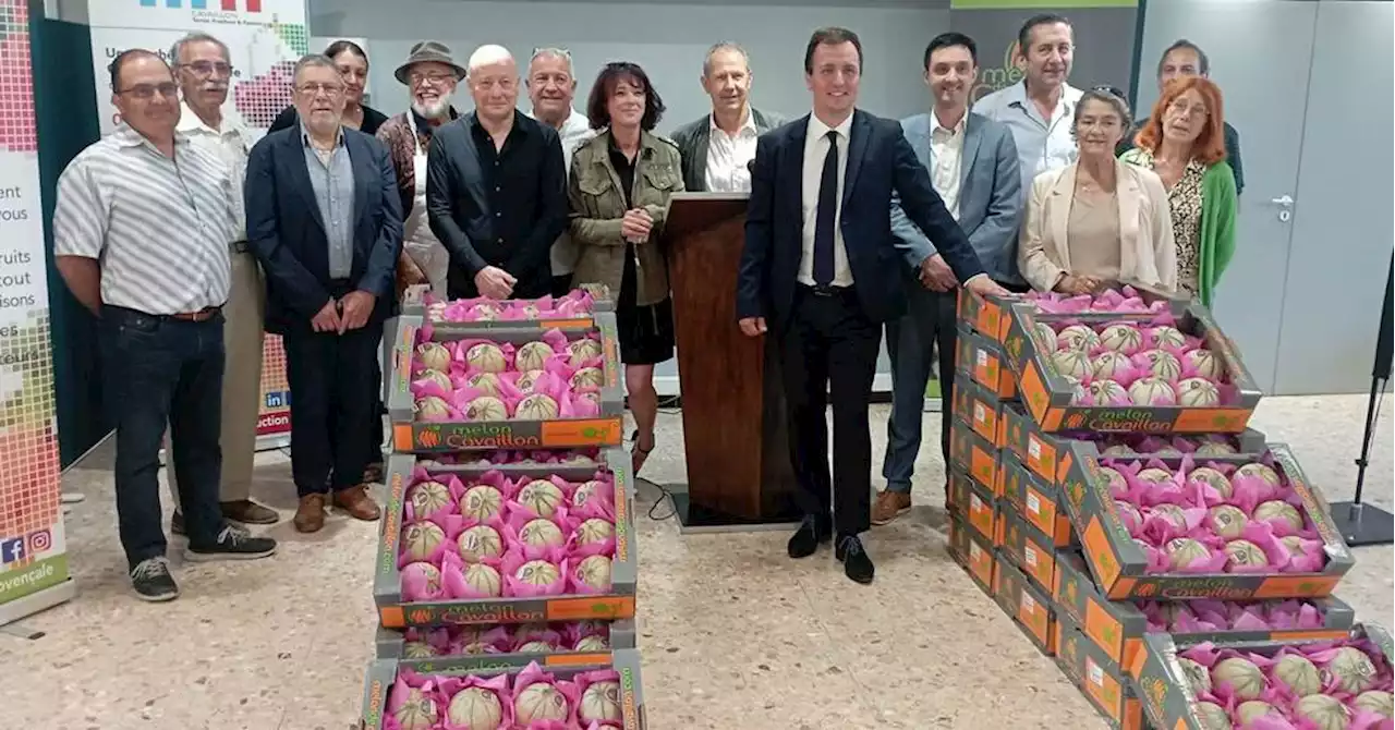 Cavaillon : la saison du melon est officiellement lancée