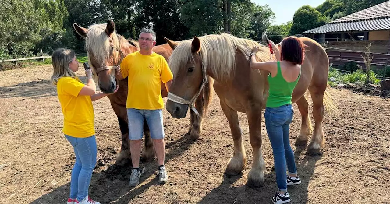 Marseille - Château-Gombert : au chevet des chevaux avant la grande cavalcade