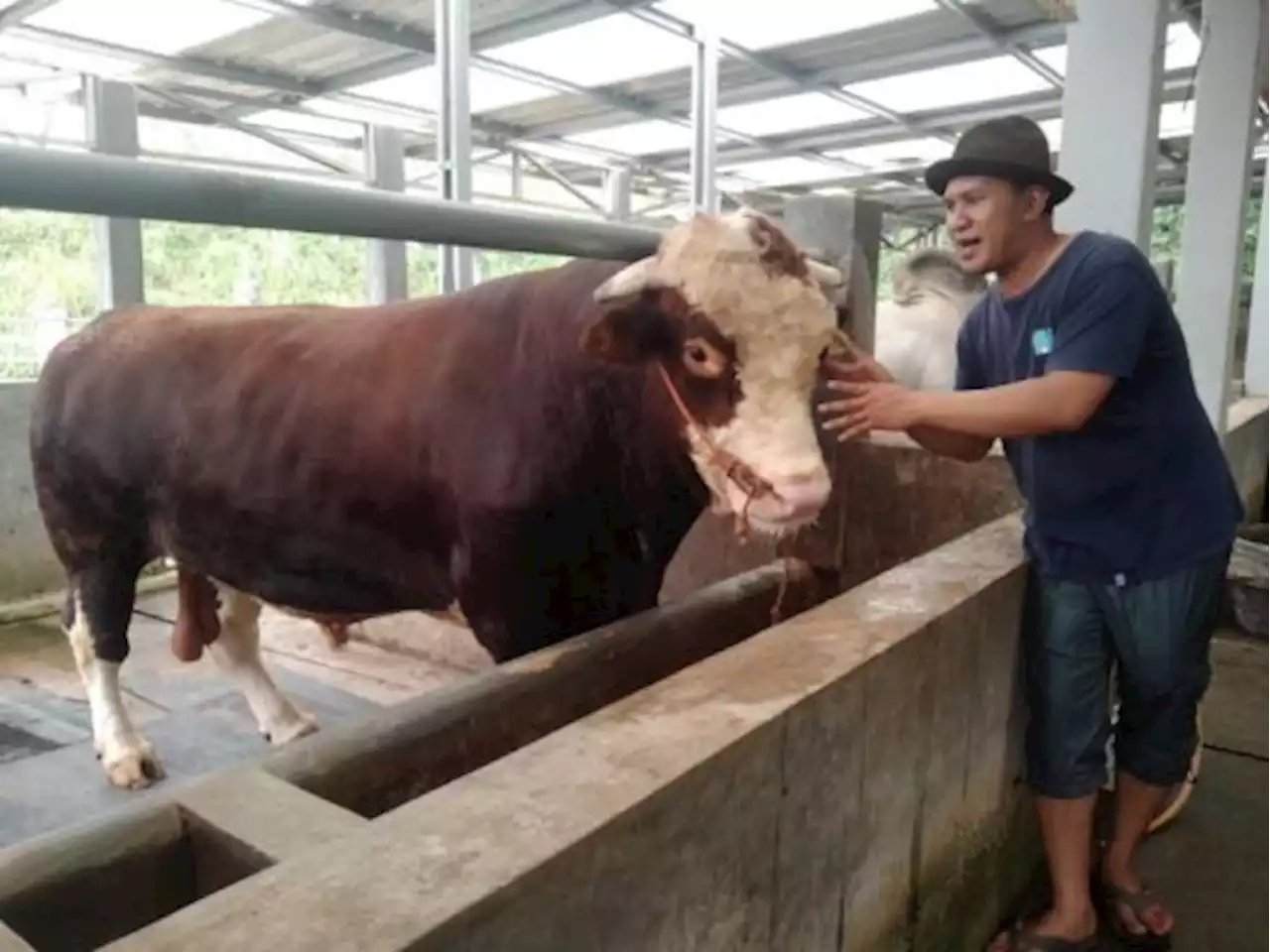 Si Raja, Sapi 1,5 Ton yang Dibeli Presiden Joko Widodo