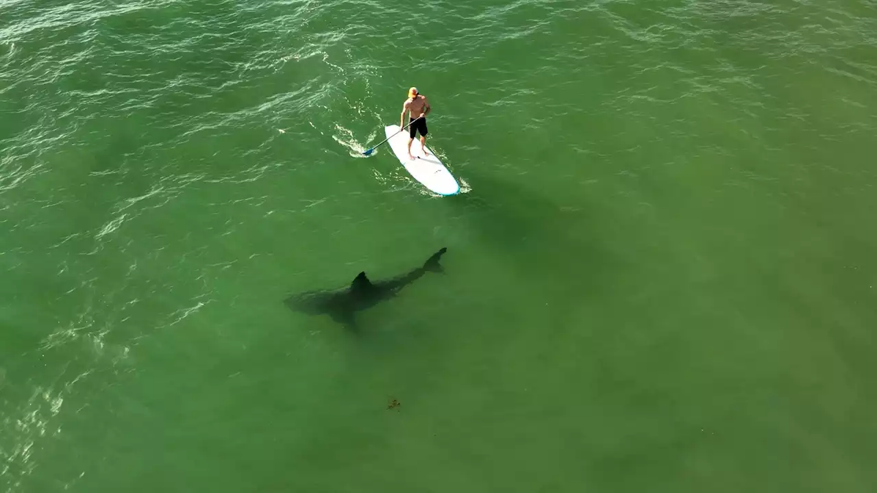 A bigger boat won't help: Great white sharks are this close to San Diegans in ocean