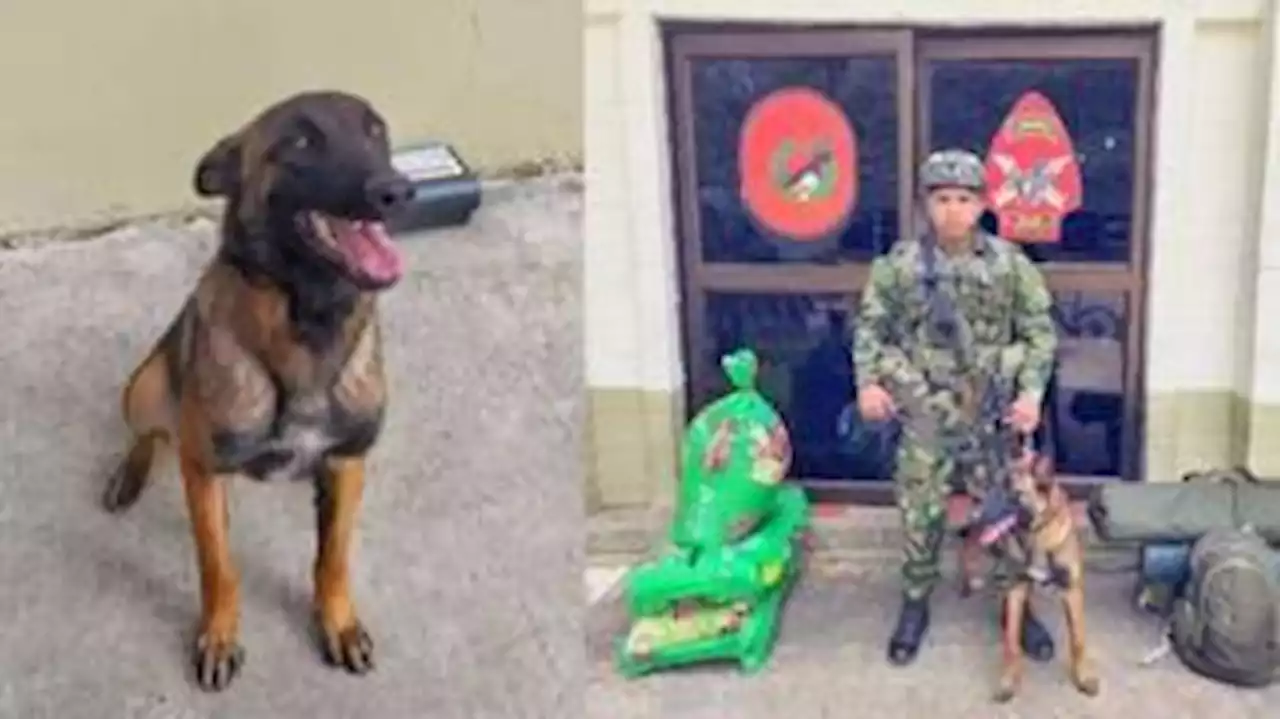 Exército da Colômbia diz que as buscas pelo cachorro Wilson continuam