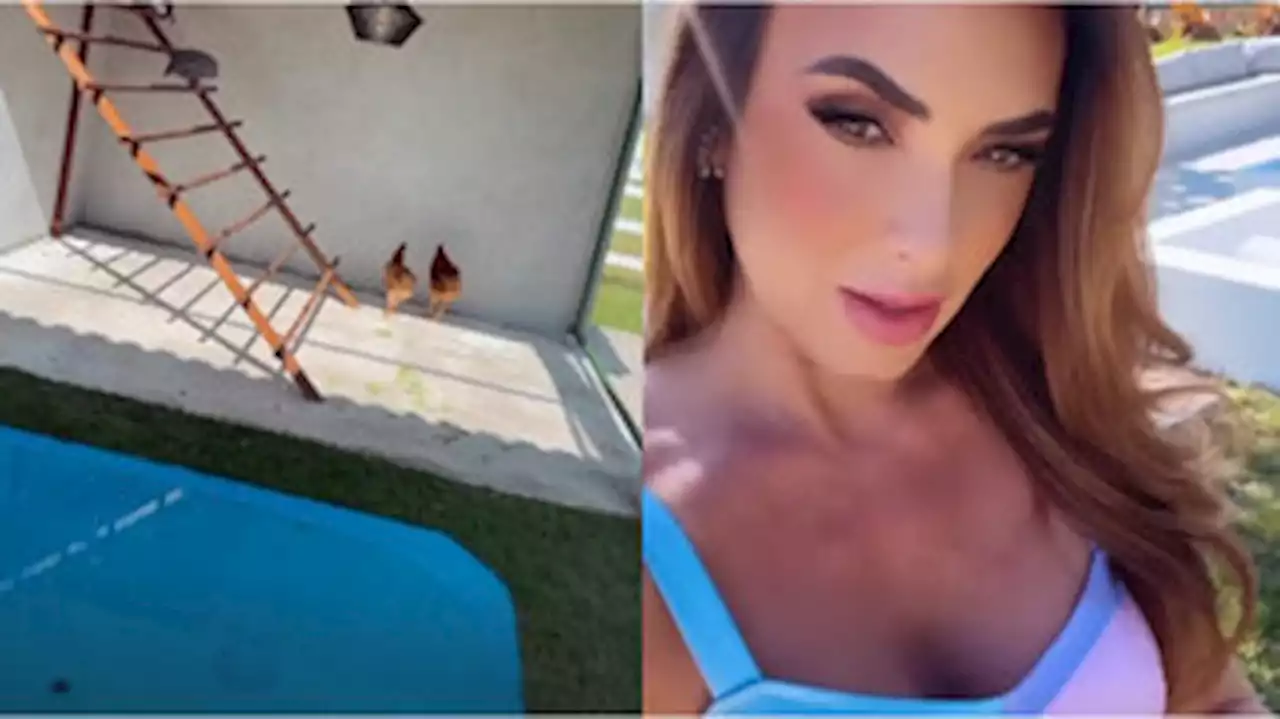 Nicole Bahls tem 'galinheiro chique' com piscina em sítio: 'Vivem melhor que eu'