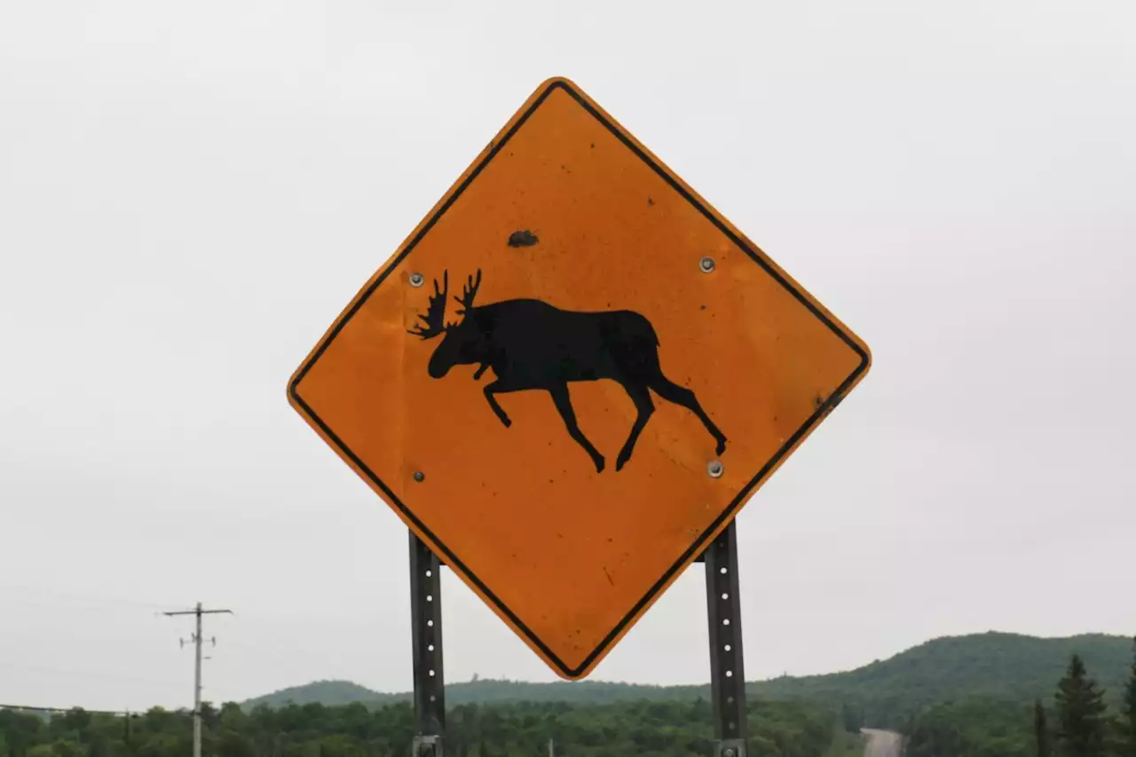 Moose warning signs good enough at bottom of Mile Hill?