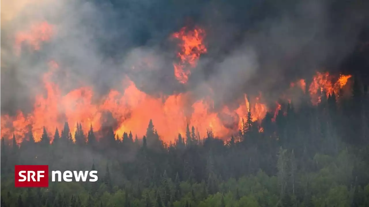 Intensive Brandperiode - Wieso Kanada so stark von Waldbränden betroffen ist