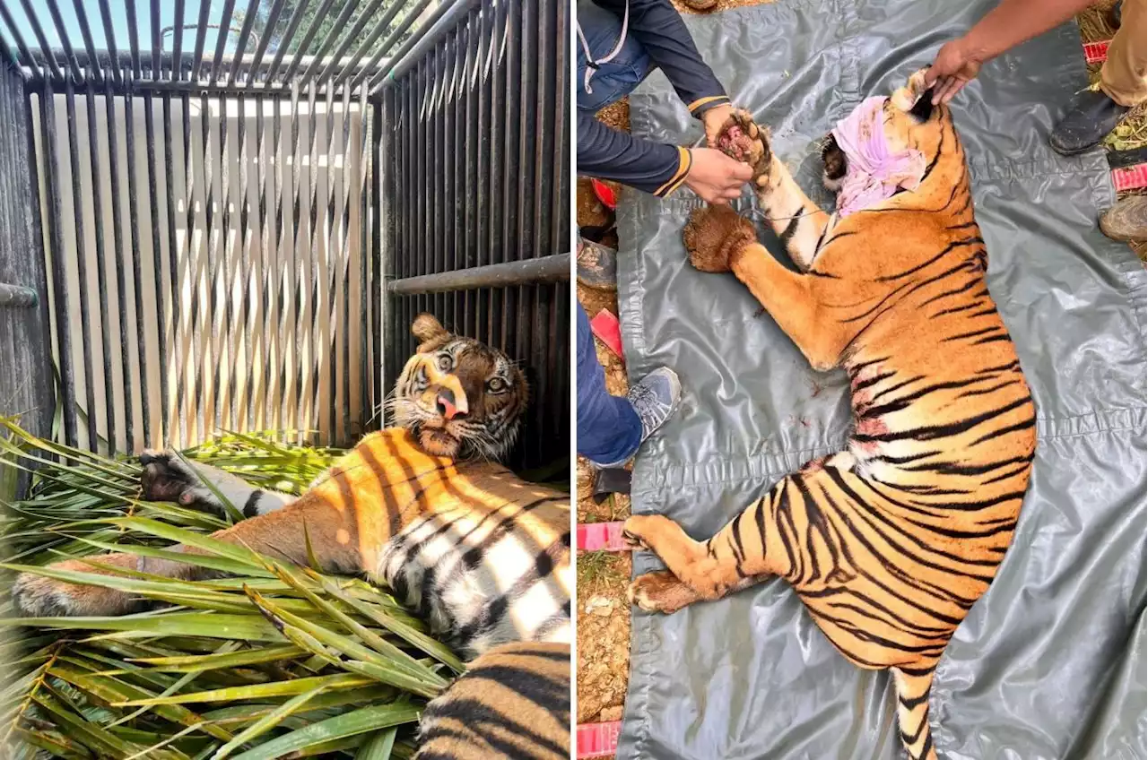 Tigress snared in poacher's trap rescued in Gua Musang