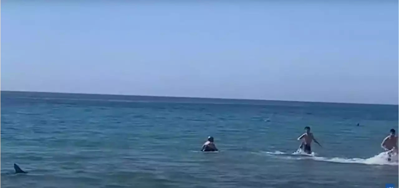 Vidéo. Un requin bleu terrifie les baigneurs au bord d’une plage d’Alicante