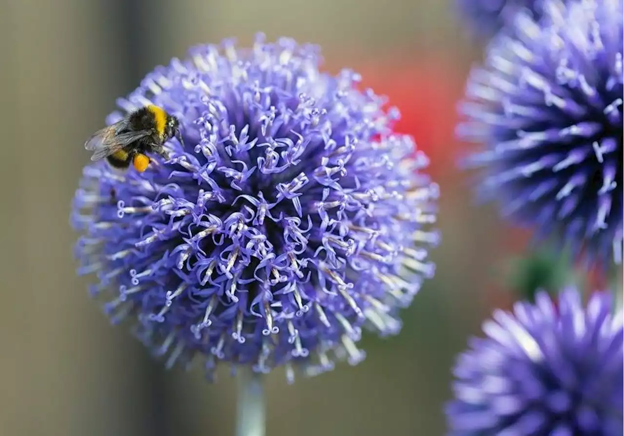 Book offers advice for Prairie gardeners navigating climate change