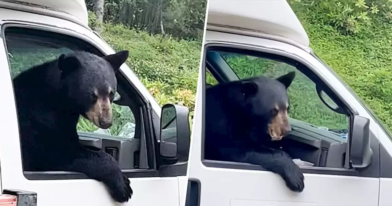 Bear climbs into truck, casually eats worker’s lunch: ‘Got a new employee’