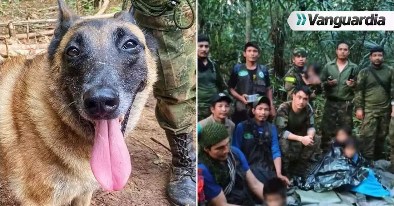 “Quedó como ofrenda”: indígenas sobre Wilson, el perrito que buscan en la selva