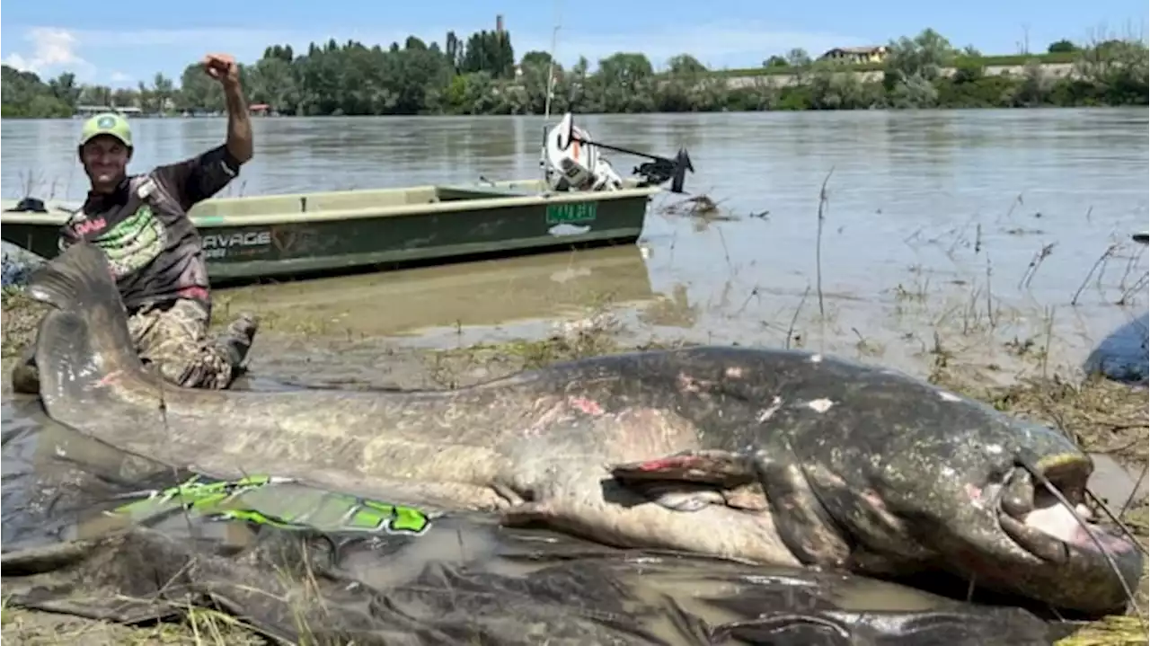 Ikan Lele Raksasa Kena Pancing di Sungai