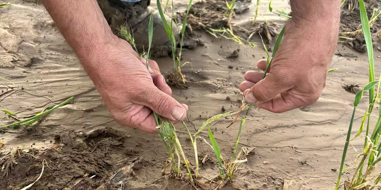 Severe Drought Stunts Great Plains Wheat Crops