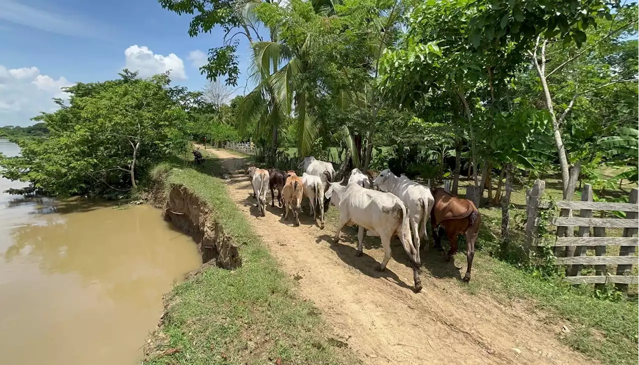 Alertan por riesgo de erosión del río Sinú en zona rural de San Pelayo