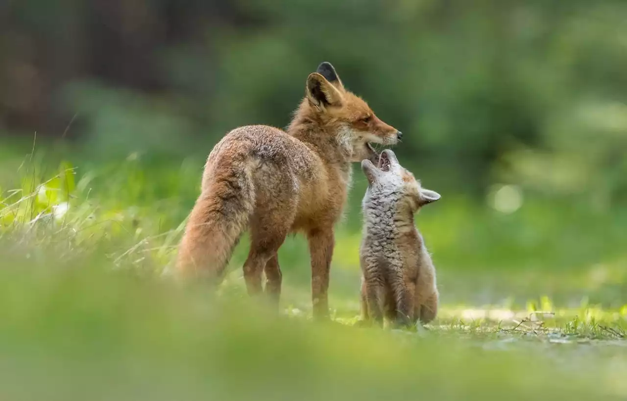 Fête des pères : Saviez-vous que le renard est un super papa ?