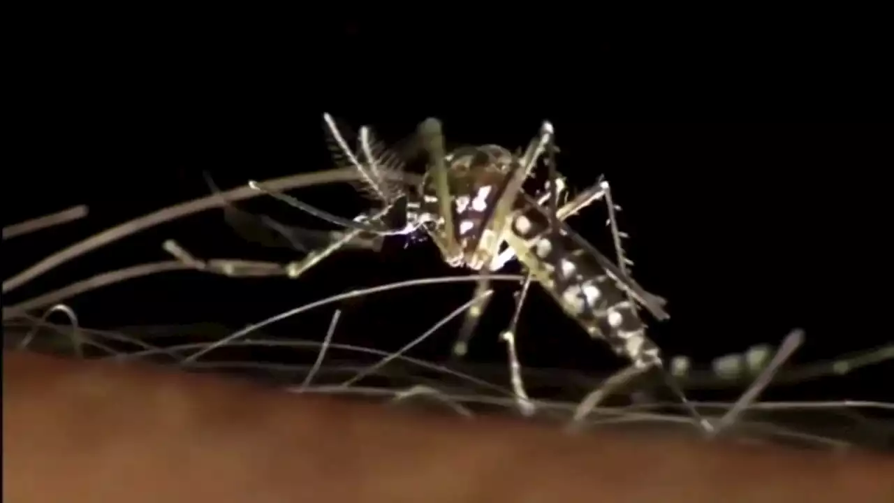 1st West Nile virus mosquito sample of 2023 found in West University area, Harris Co. officials say