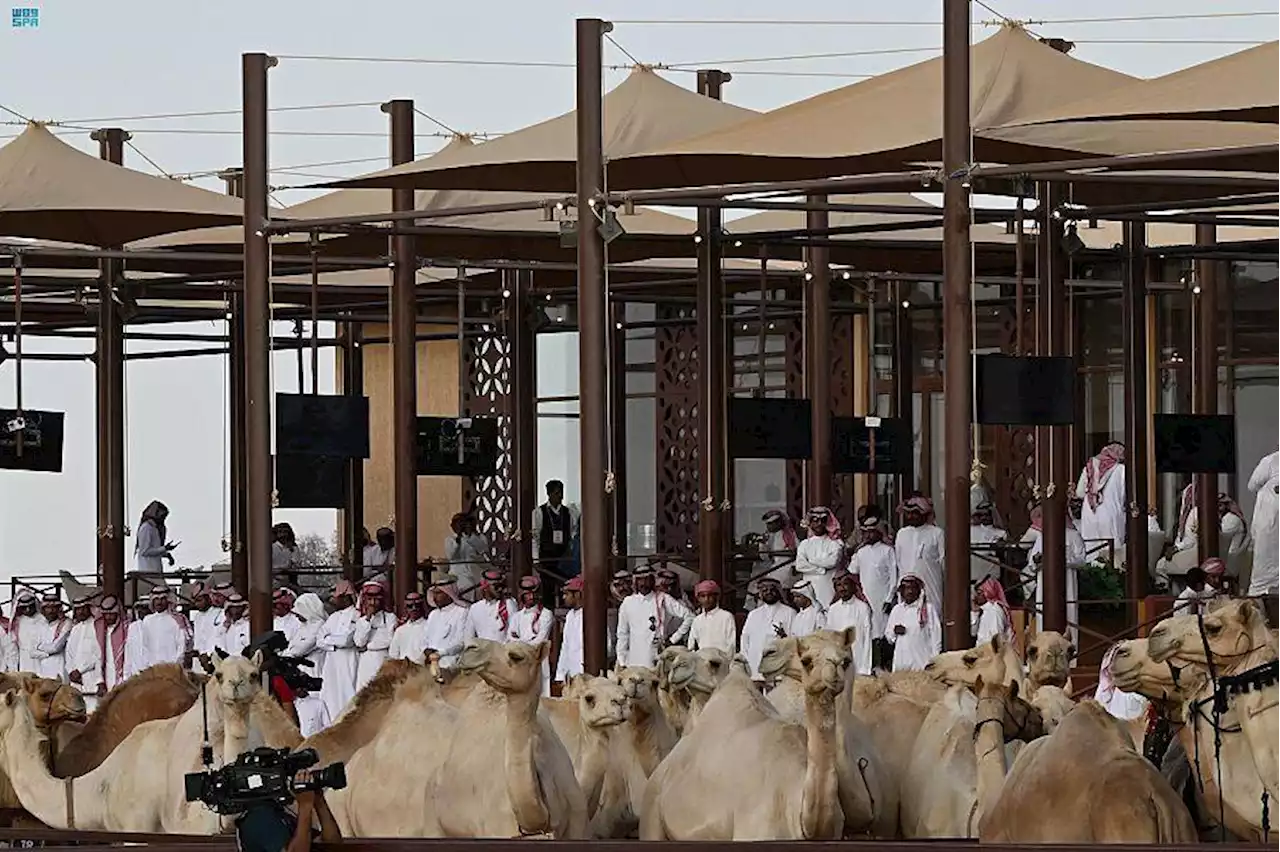 25 مليون ريال مبيعات مزاد جادة الإبل