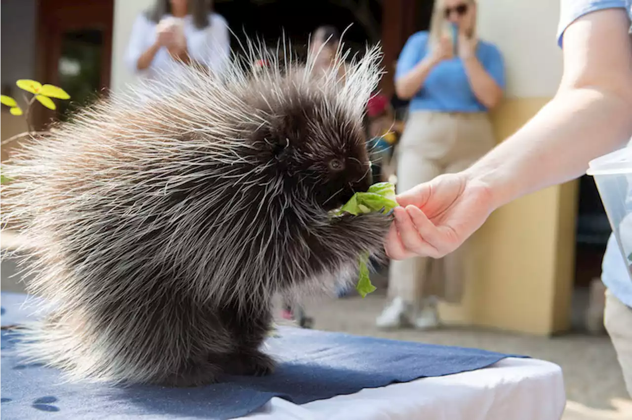 Nicest, Spikiest New Neighbors: Juniper and Nelson, the Austin Nature & Science Center Porcupines