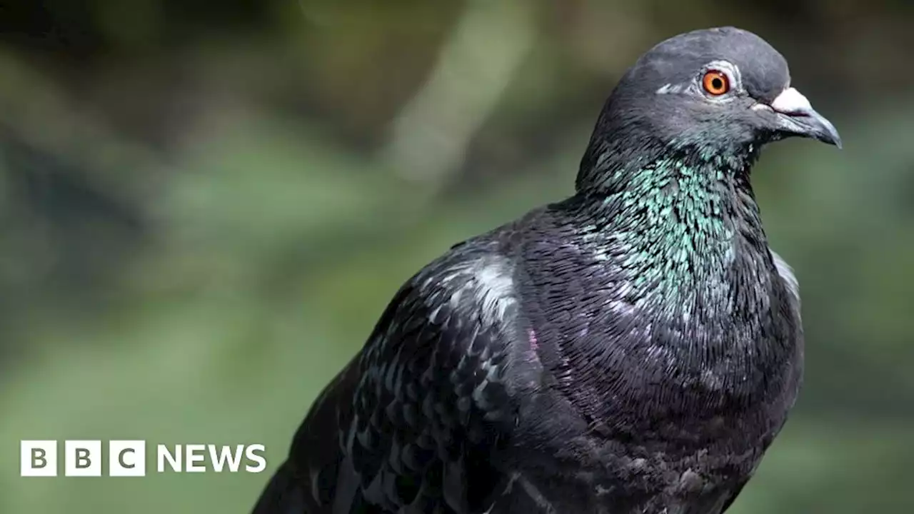 Barlby: Teenage boy caught on camera punching pigeon to death