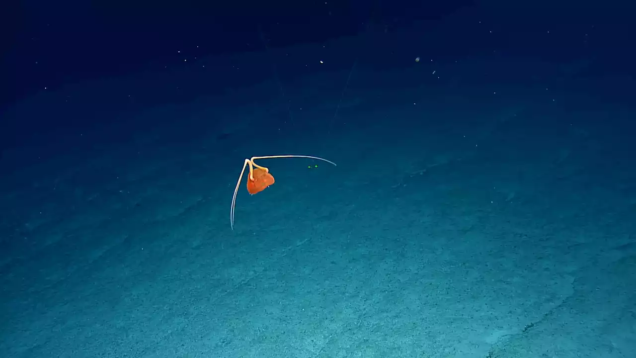 Scientists filmed a never-before-seen species of jellyfish that hunts and eats other jellyfish