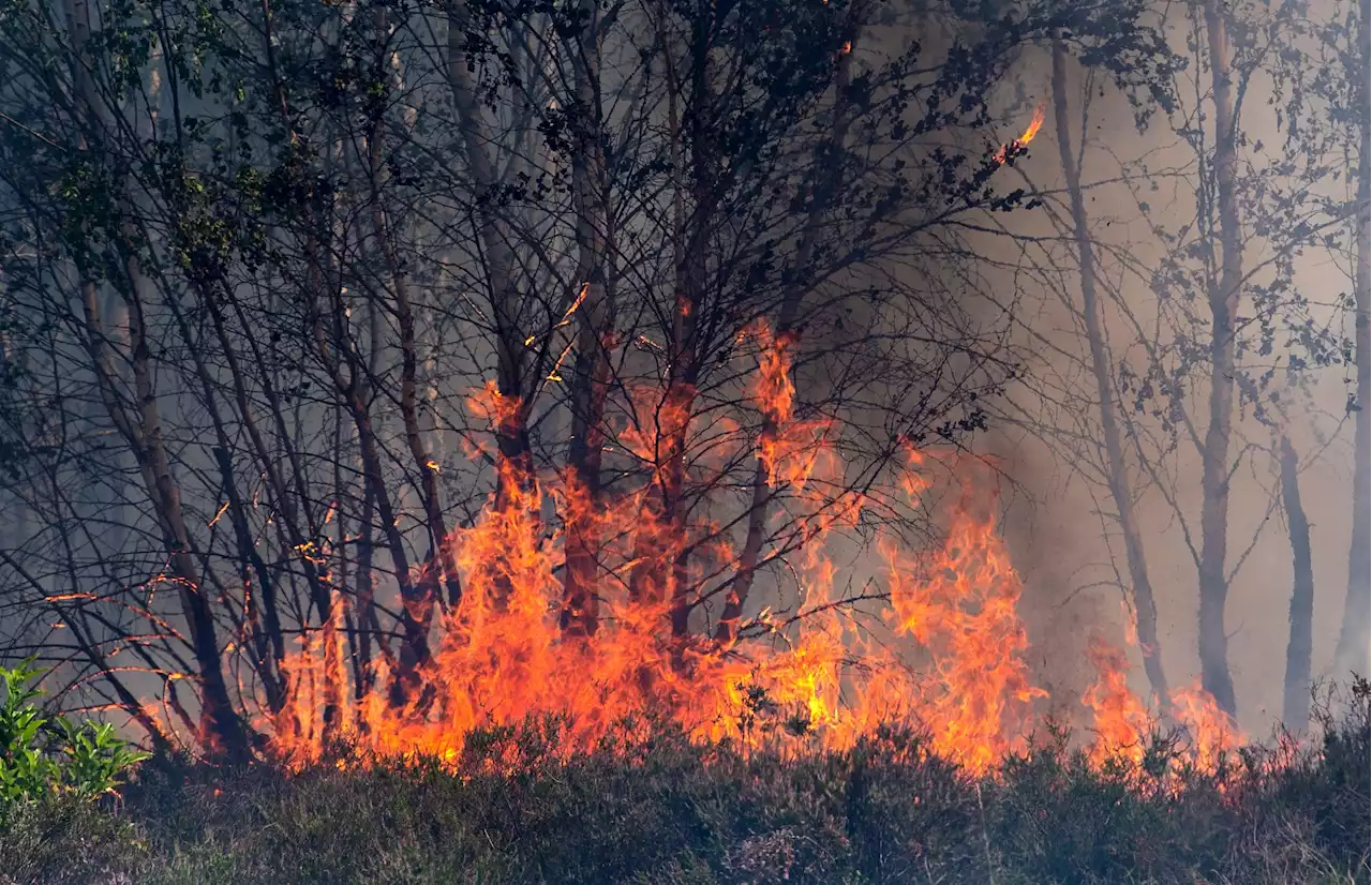 Was tun bei einem Waldbrand?