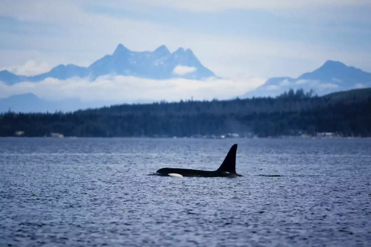 The 24-year-old Coast Salish woman protecting the North Pacific’s orca whales