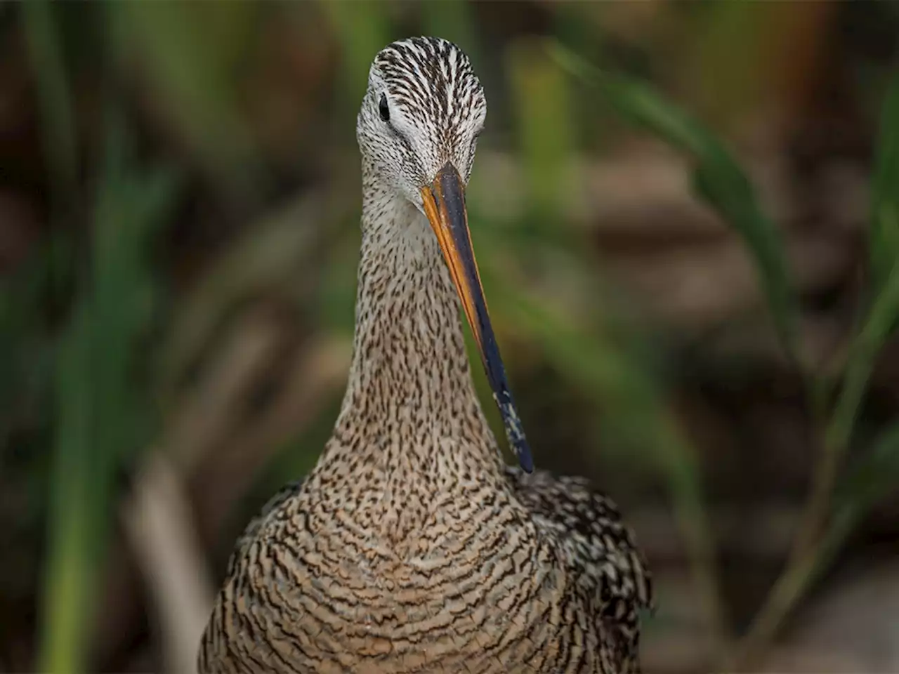 Mike Drew: Birds of a feather fly together … for their close-up!