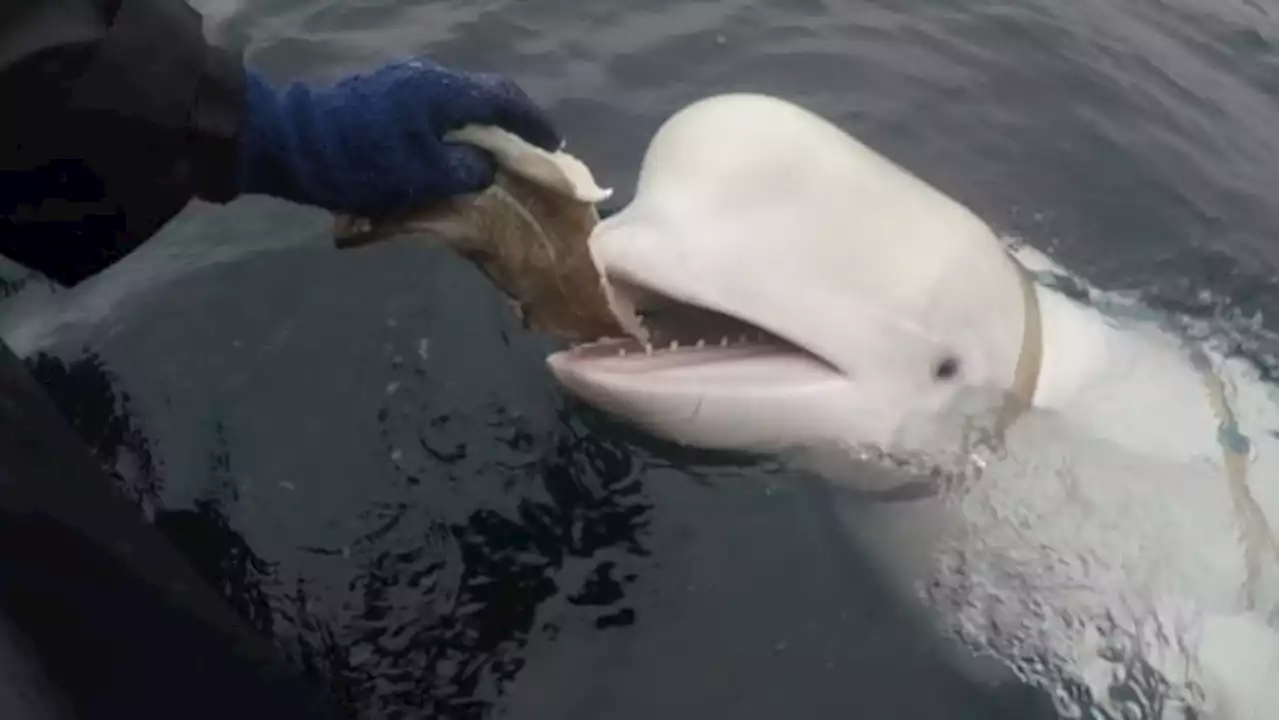 Is Hvaldimir the beluga a Russian spy? He wouldn't be the first militarized mammal | CBC Radio