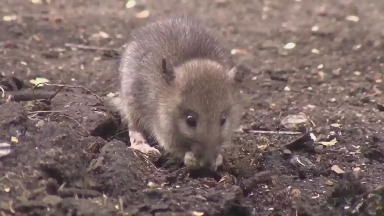 City of Ottawa re-establishes working group to address rat infestations