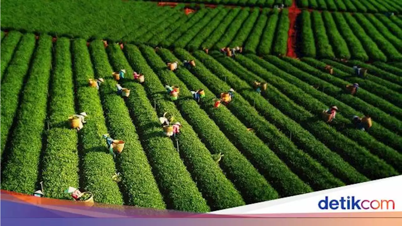 Perhutani Luncurkan Aplikasi, 5 BUMN Dapat Tugas Khusus Bantu Petani