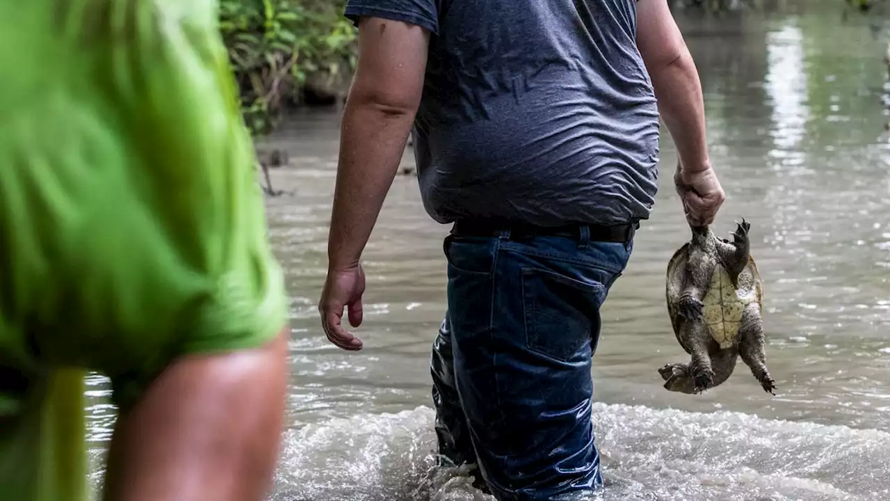 Ohio's turtle season is around the corner, hunters can pursue snappers starting in July