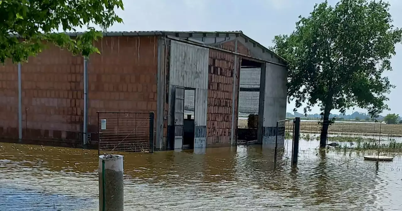 Allevatori romagnoli ancora in ginocchio dopo l'alluvione. Il caso dei produttori di uova di anatra muta - Il Fatto Quotidiano