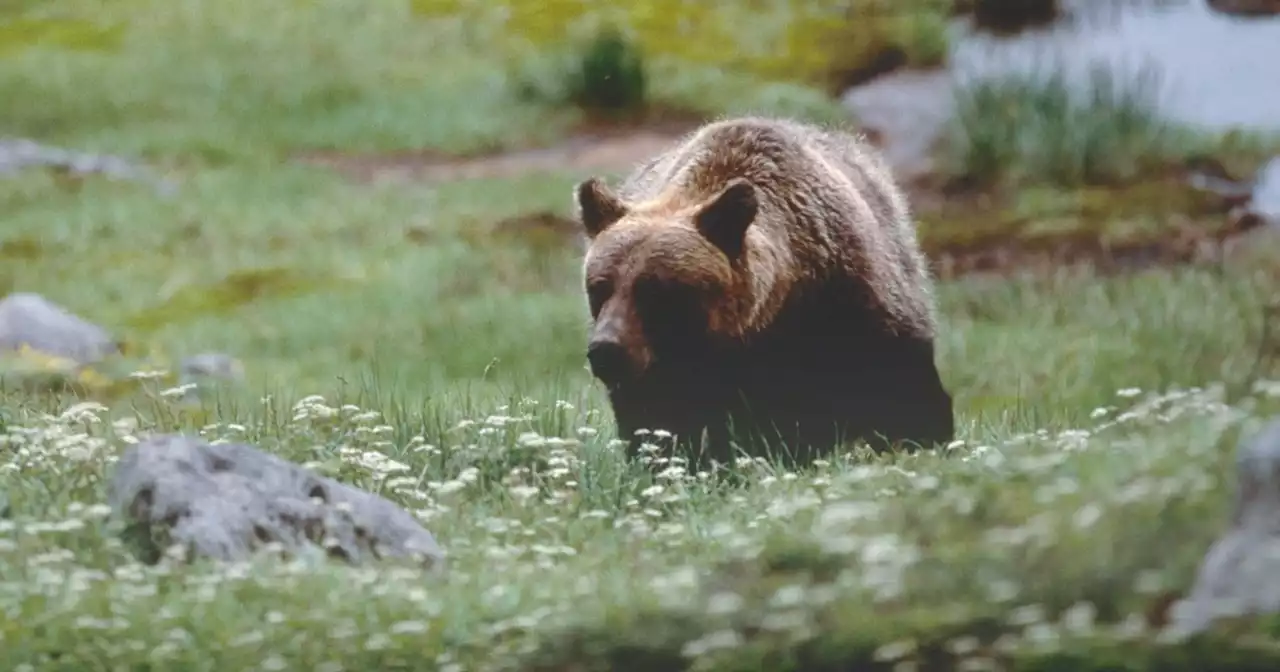 Terzo orso trovato morto in Trentino in poche settimane, esposto degli animalisti