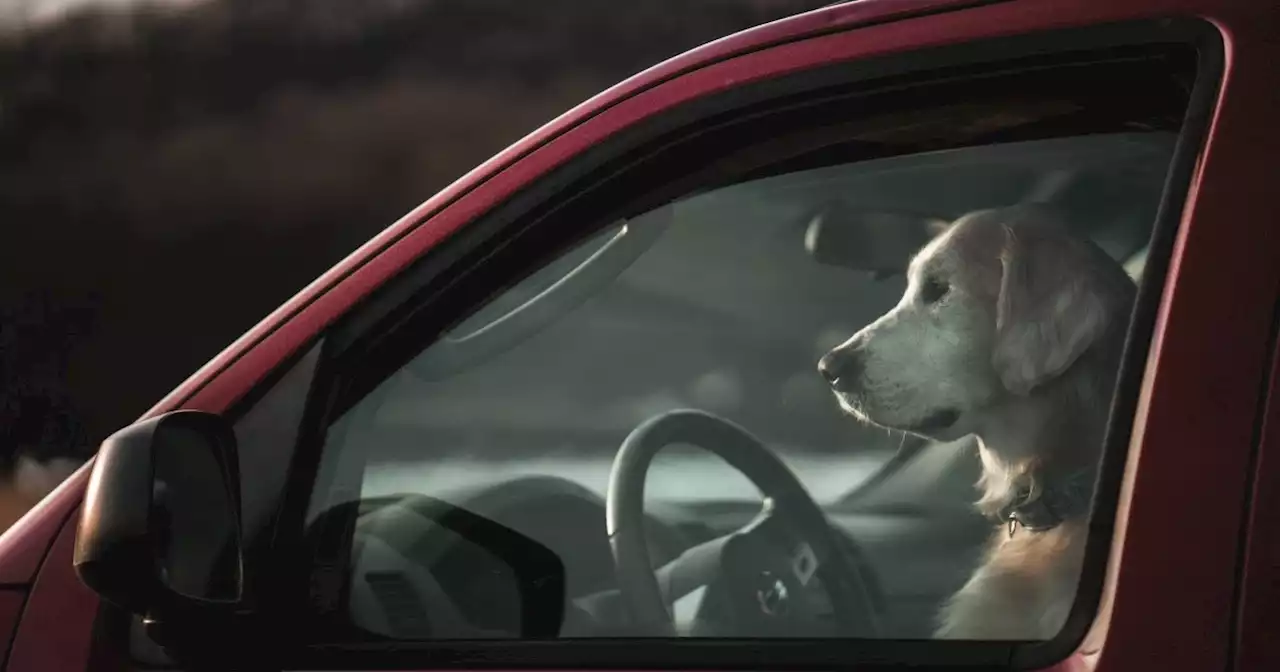 Police don’t advise smashing car windows to rescue dogs in hot weather - Full Fact