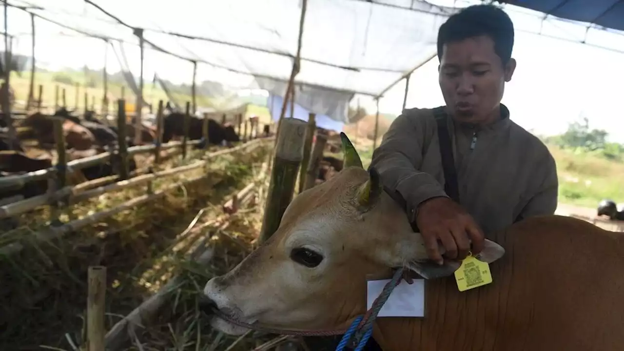 Pengawasan Hewan Kurban Diintensifkan, Masih Ditemukan Ternak Belum Cukup Umur