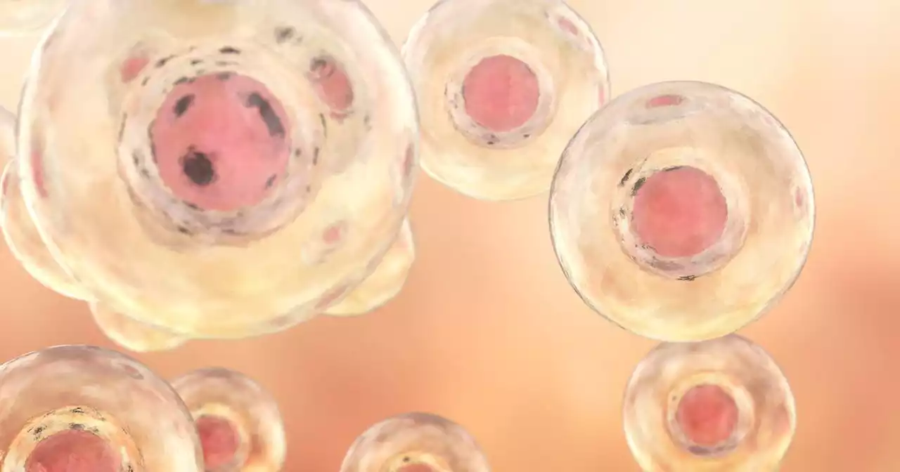 Model embryo with heartbeat replicates cells in early pregnancy