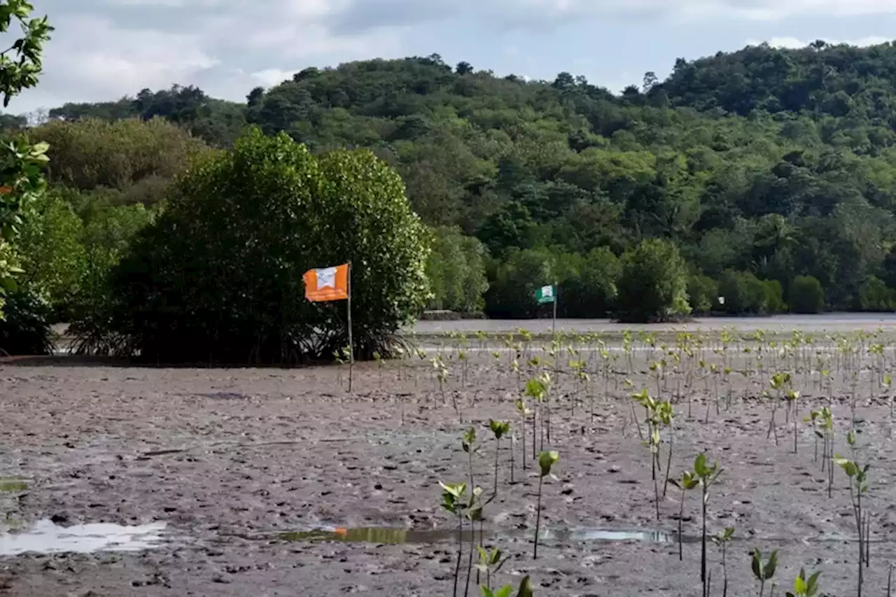 Lanjutkan Program Rehabilitasi Mangrove di NTT, MPMX Tambah Lahan Tanam hingga 2 Hektar - Jawa Pos