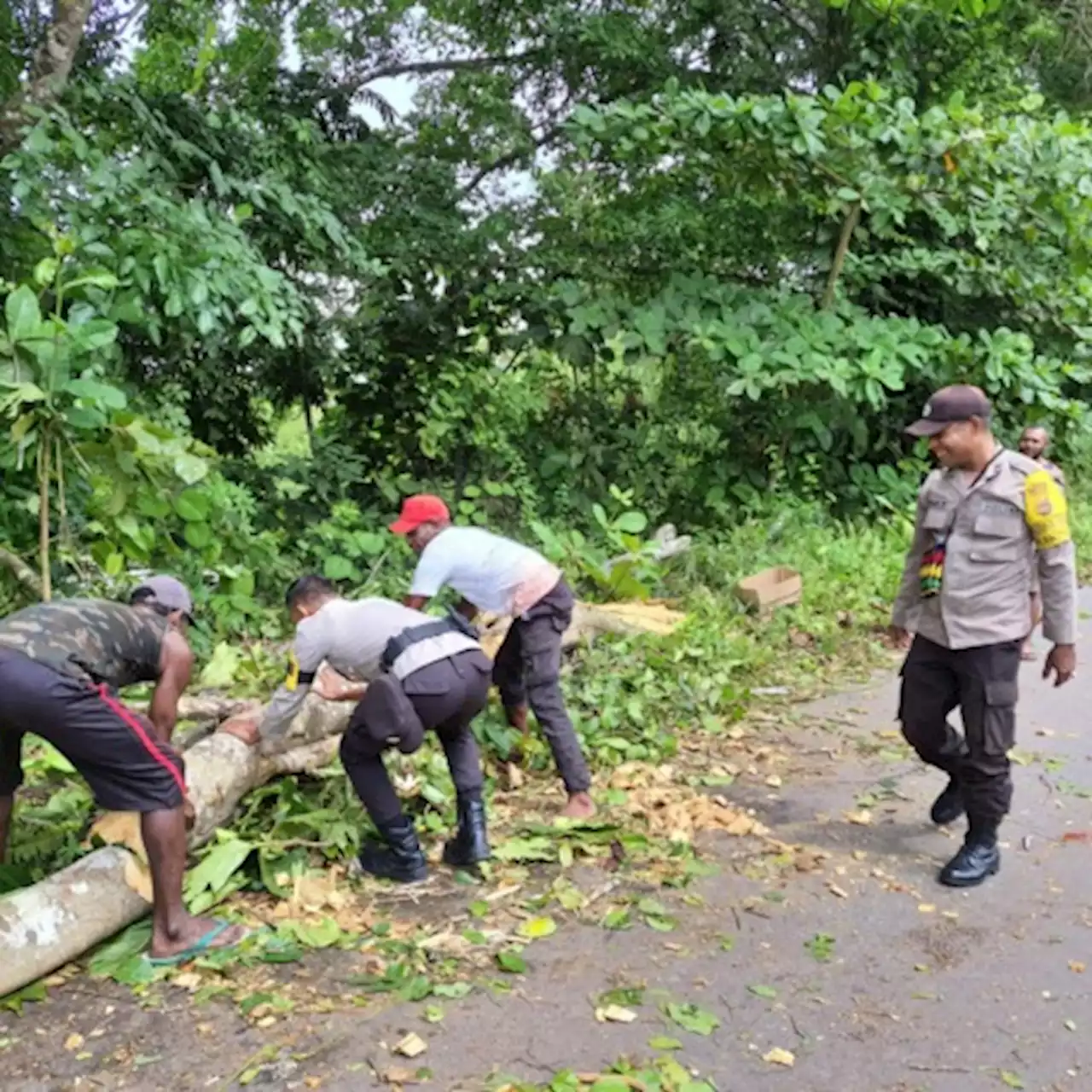 Personel Polsek Biak Timur Gotong Royong Bersihkan Pohon Tumbang