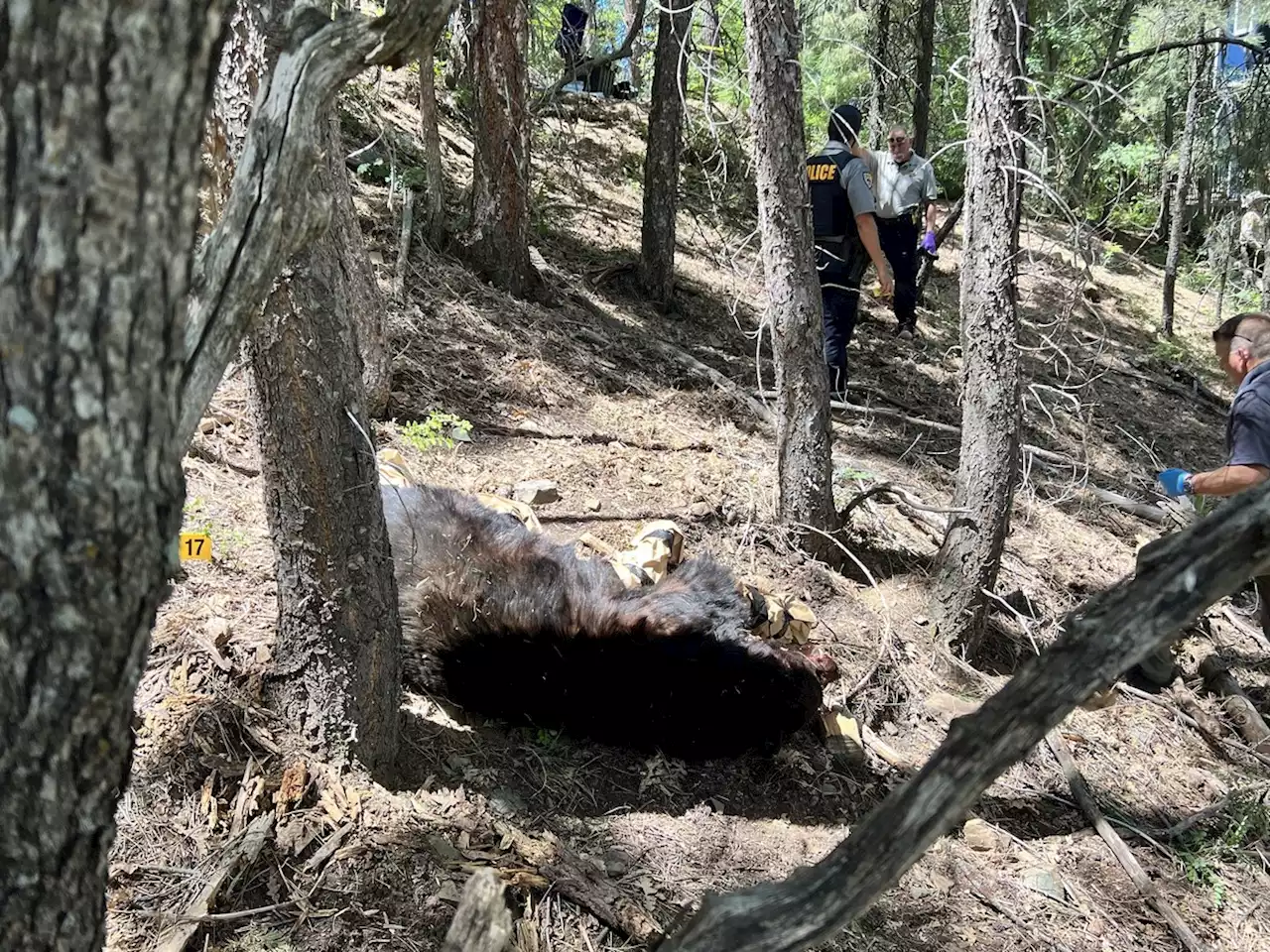 Homem morre atacado por urso preto enquanto tomava café da manhã, nos EUA