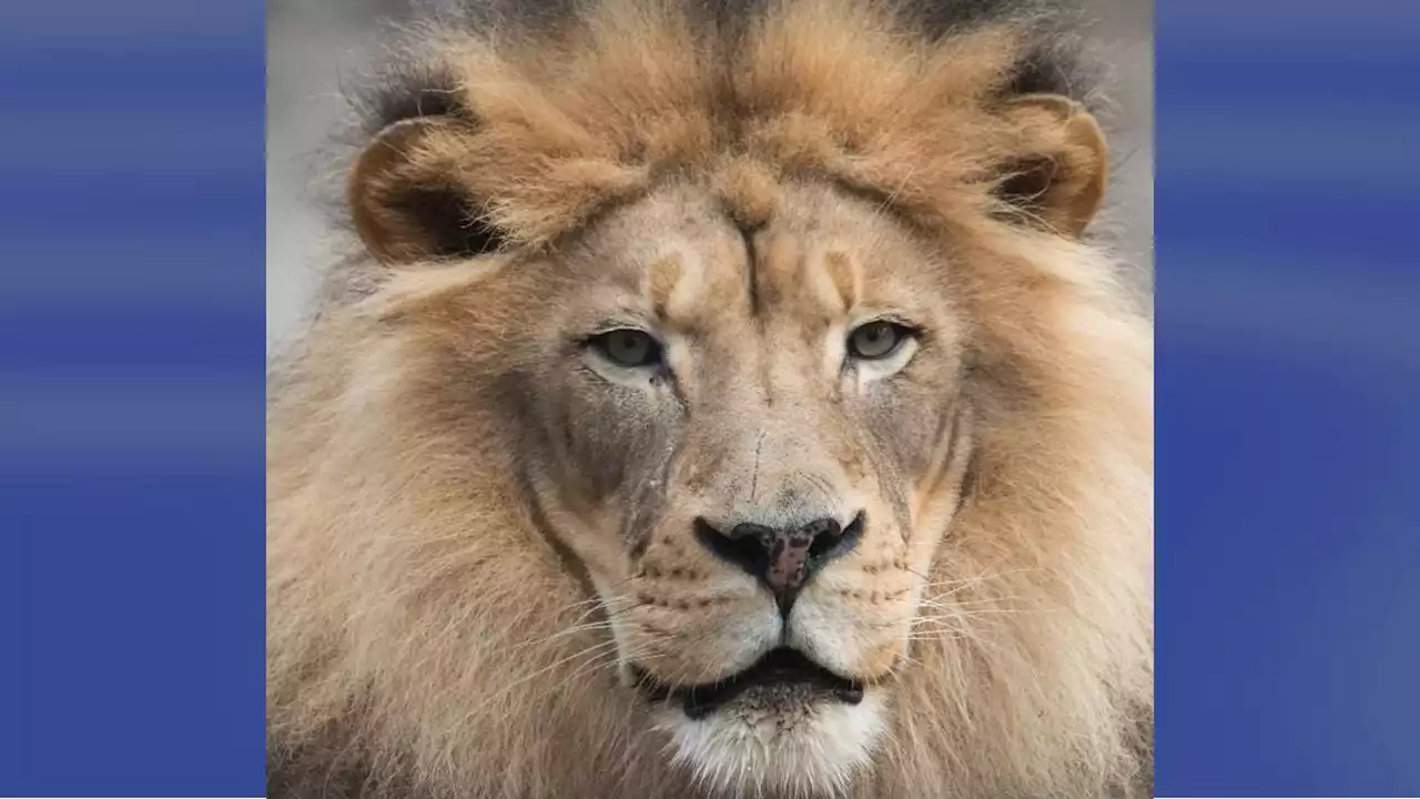 Sacramento Zoo mourns death of Kamau, its 16-year-old lion