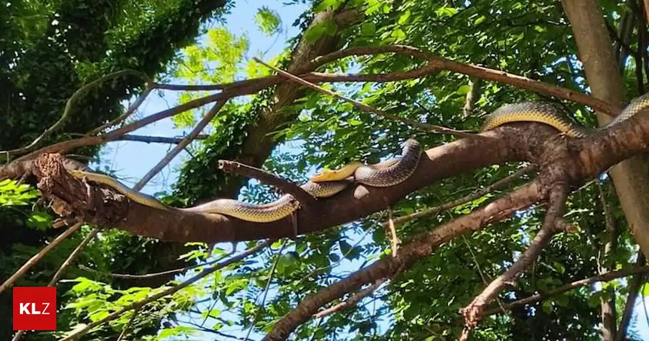 Überraschende Entdeckung: Auch die Schlangen genossen den Sommerbeginn