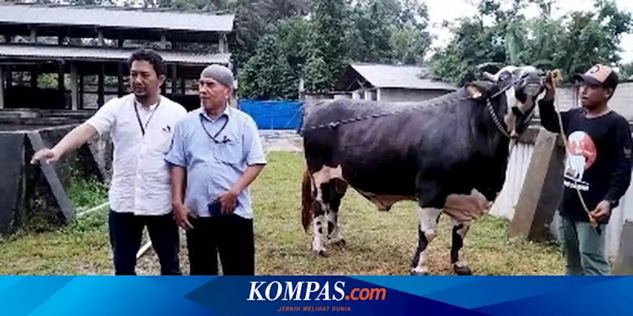 Mister Kowang, Sapi Kurban Jokowi Berbobot 900 Kilogram dari Kota Metro Lampung