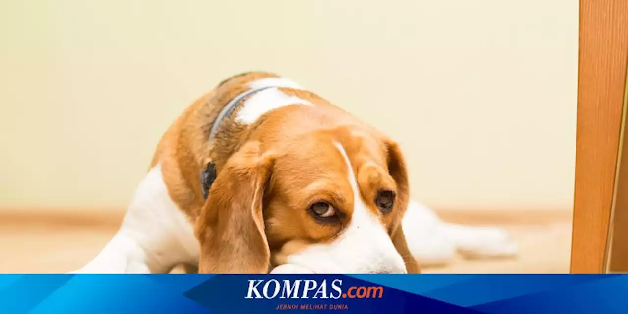 Nasib 3 Pekerja yang Lempar Anjing ke Buaya di Nunukan, Kini Dipecat dan Jadi Tersangka