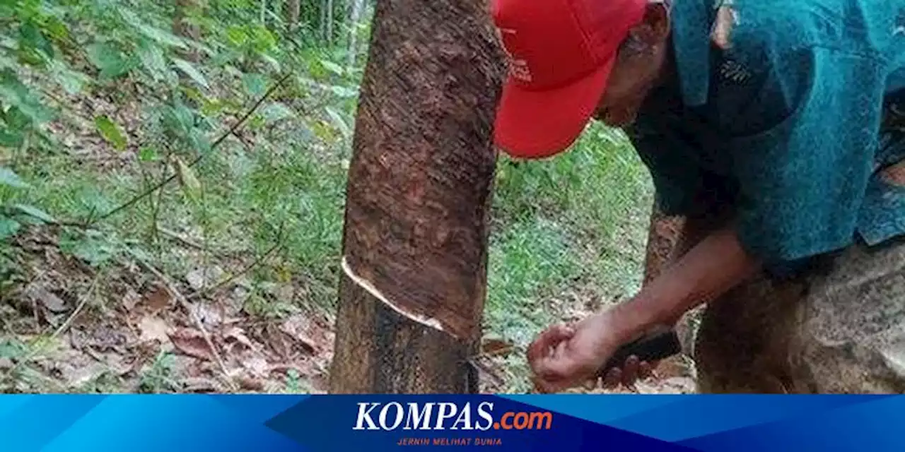 Petani Karet Beralih Profesi, 4 Pabrik Kurangi Karyawan dan 1 Tutup