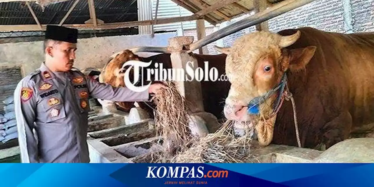 Sapi Milik Kapolsek di Sragen Dibeli Jokowi untuk Hewan Kurban